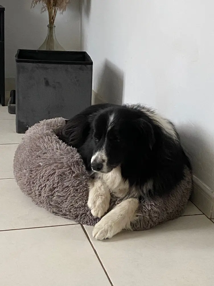 Chienne Perdue 84 Vaucluse - Halona Chienne Perdue 84 Vaucluse - Halona