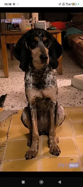 chienne lost   84360 Lauris Joe