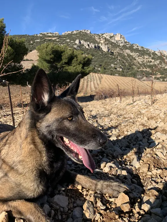 Chienne Perdue 84 Vaucluse - Lea Chienne Perdue 84 Vaucluse - Lea