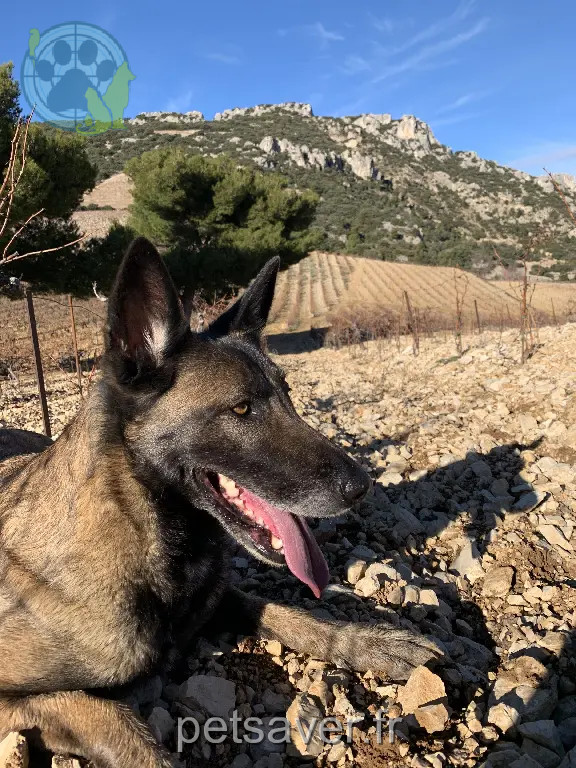 Chienne Perdue 84 Vaucluse - Lea Chienne Perdue 84 Vaucluse - Lea