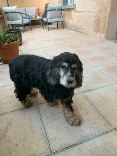 chienne lost   84380 Mazan Lily