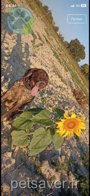 chienne lost   84370 Bédarrides Mahé