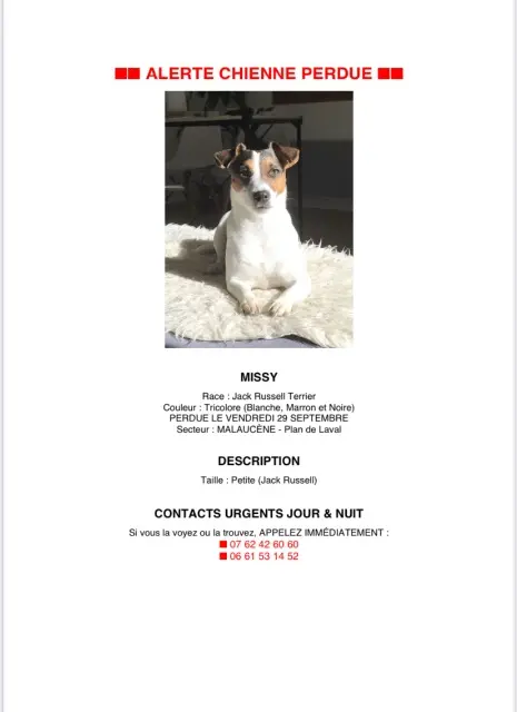 chienne lost   84340 Malaucène Missy