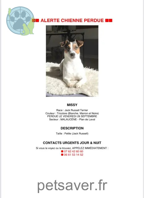 perra perdida 84340 Malaucène Missy perra lost 84340 Malaucène Missy