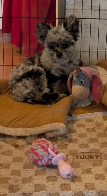 chienne lost   84740 Velleron MYA