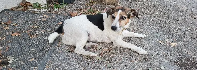 perra perdida 84170 Monteux Pooky perra lost 84170 Monteux Pooky