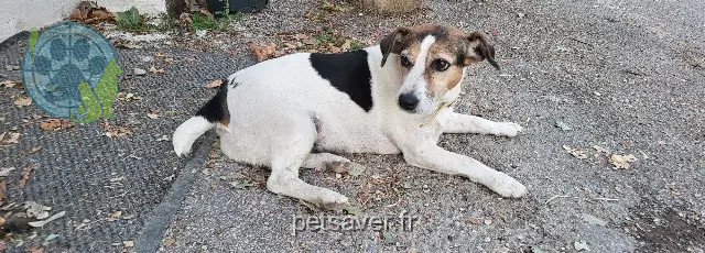 Hündin vermisst 84170 Monteux Pooky Hündin lost 84170 Monteux Pooky