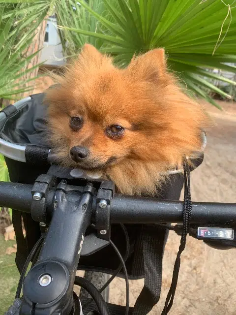 chienne lost   84100 Orange Poopy