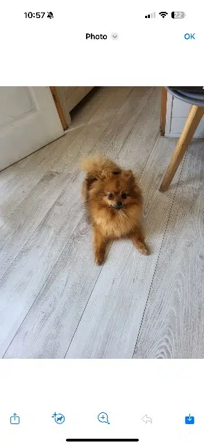 chienne lost   84100 Orange Poopy