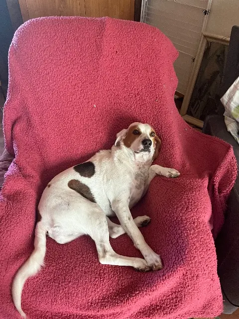 chienne lost   84300 Cavaillon Reglisse