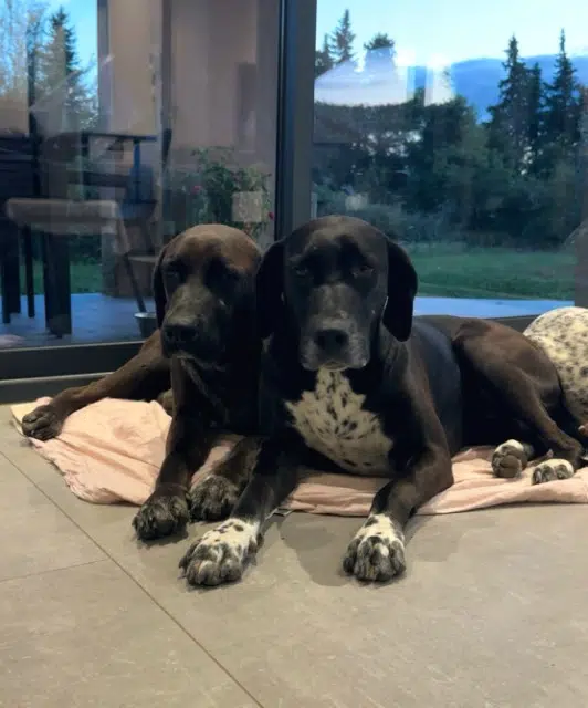 chienne lost   84510 Caumont-sur-Durance Sky