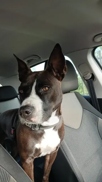 chienne lost   84210 Venasque Tartine