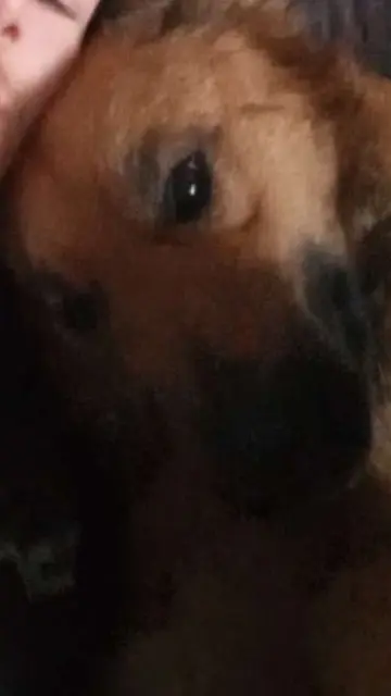 chienne lost   84290 Sainte-Cécile-les-Vignes Tia