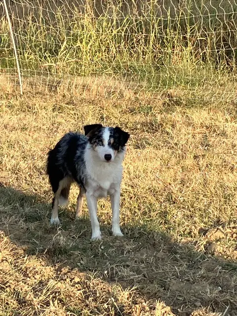 chienne lost   84240 La Tour-d'Aigues Ugget