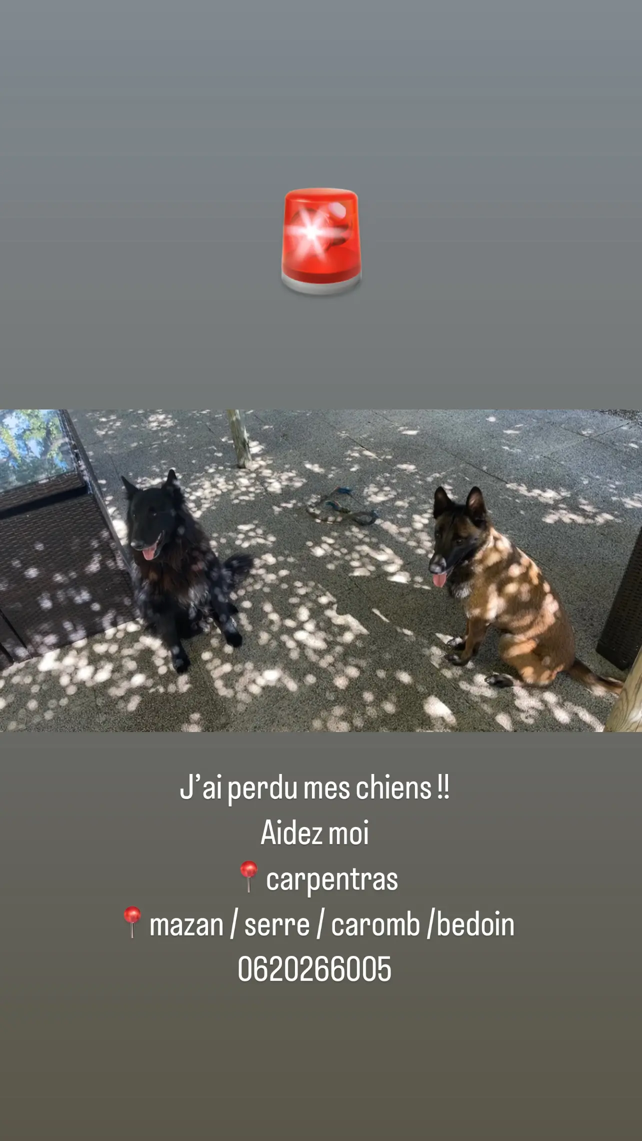 Chienne Perdue 84 Vaucluse - Un-malinois-femelle-qui-s'appelle-nina-et-un-berger-grœnendael-mâle-qui-s'appelle-largo. Chienne Perdue 84 Vaucluse - Un-malinois-femelle-qui-s'appelle-nina-et-un-berger-grœnendael-mâle-qui-s'appelle-largo.