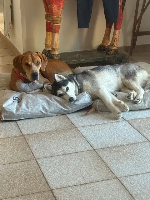 chienne lost   84400 Apt Uska