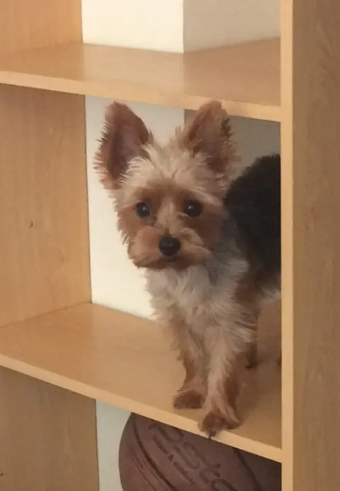 Chienne Perdue 84 Vaucluse Chienne Perdue 84 Vaucluse