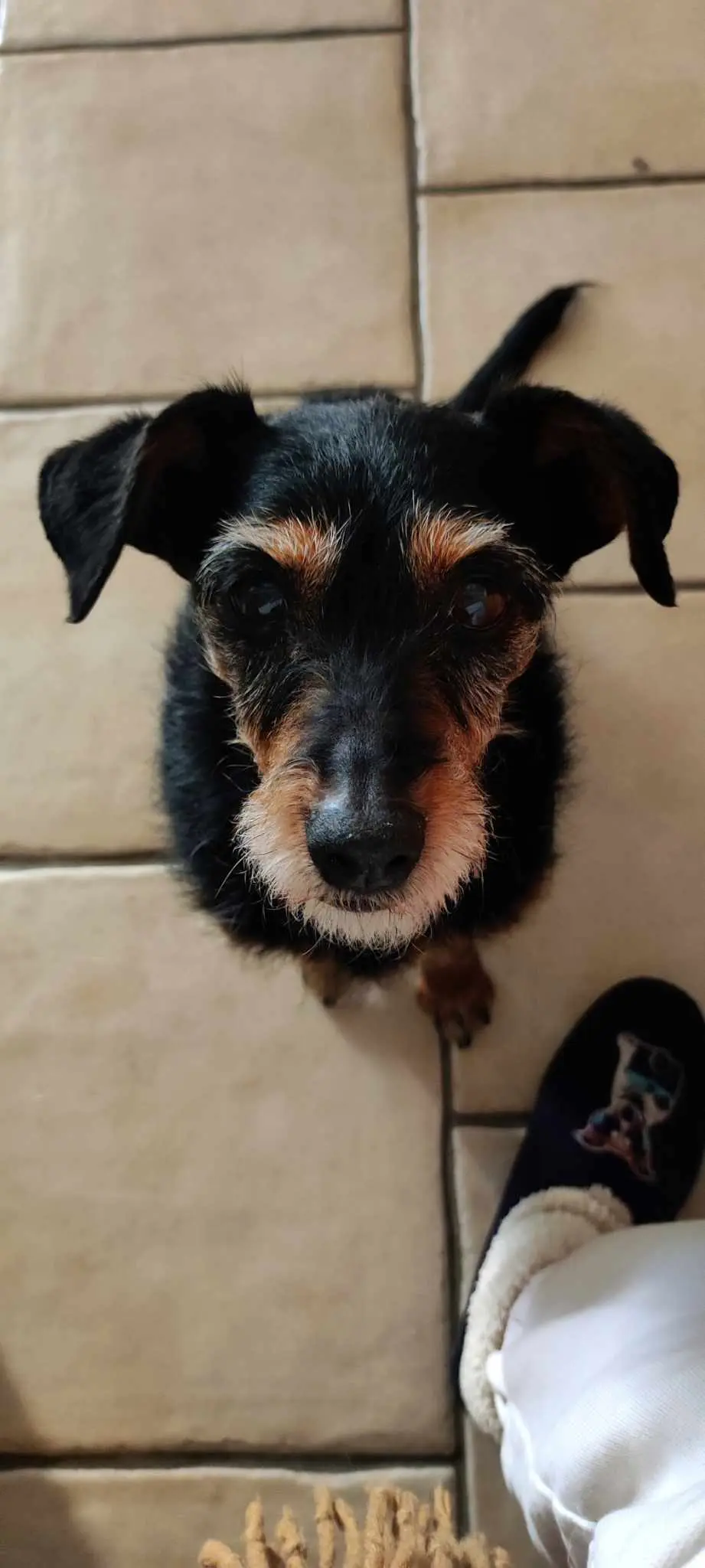 Chienne Perdue 84 Vaucluse Chienne Perdue 84 Vaucluse
