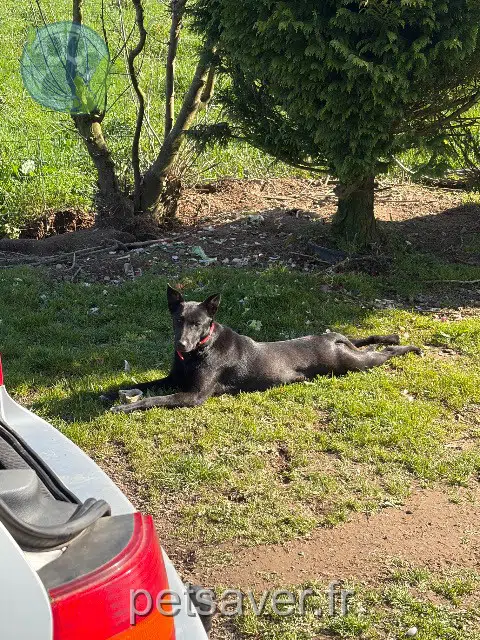 chienne lost   85120 Saint-Pierre-du-Chemin Fleur