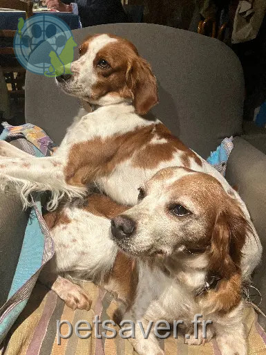Chienne Perdue 85 Vendée - Joyeuse Chienne Perdue 85 Vendée - Joyeuse