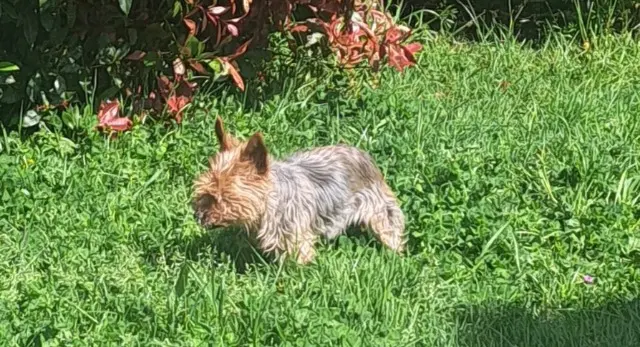 chienne lost   85510 Le Boupère Molli Chamade