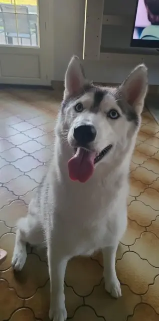 Hündin vermisst 85190 Aizenay Nala Hündin lost 85190 Aizenay Nala