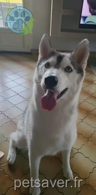 dog lost 85190 Aizenay Nala dog lost 85190 Aizenay Nala