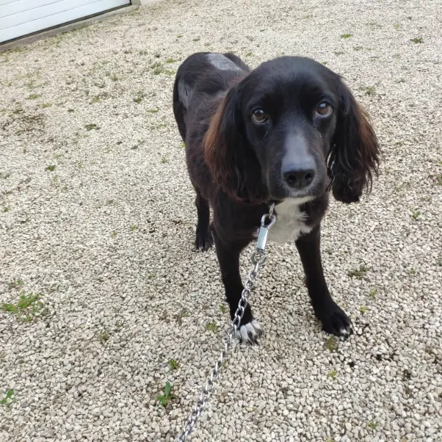 chienne lost   85300 Froidfond Nouna