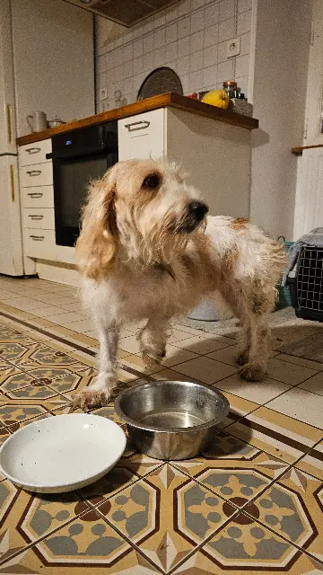 chienne lost    Rives-d'Autise Sonate