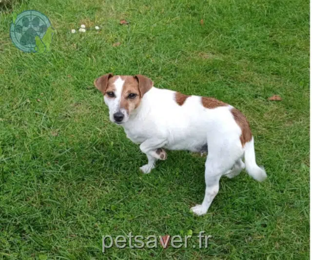 chienne lost   85690 Notre-Dame-de-Monts Rose