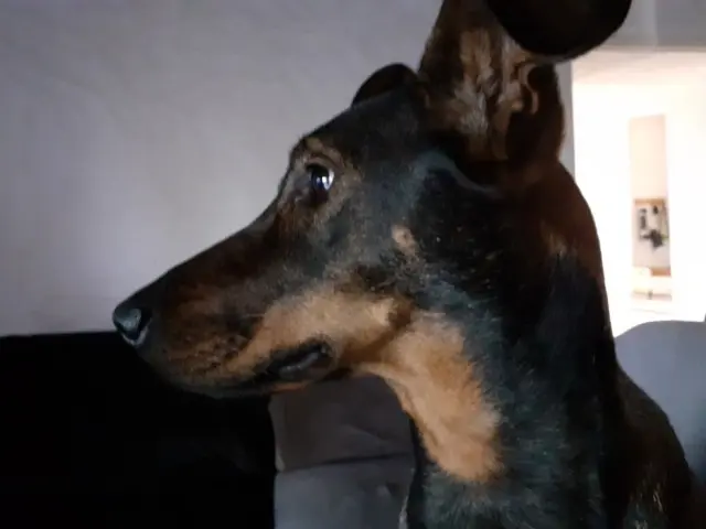 chienne lost   85190 Beaulieu-sous-la-Roche Sao