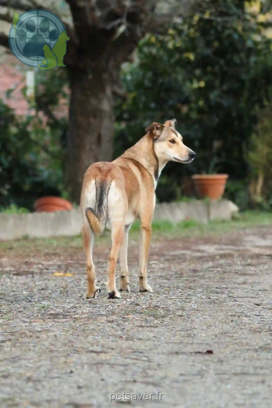 Chienne Perdue 85 Vendée - Tigra Chienne Perdue 85 Vendée - Tigra