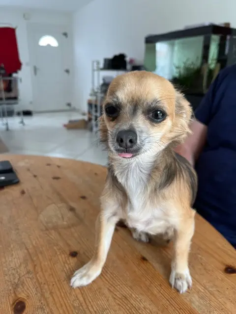chienne lost   85000 La Roche-sur-Yon Ully