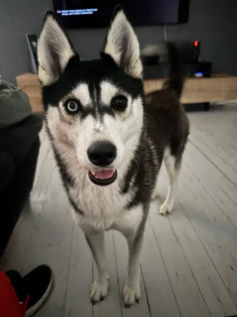 chienne lost   85450 Champagné-les-Marais Ultia