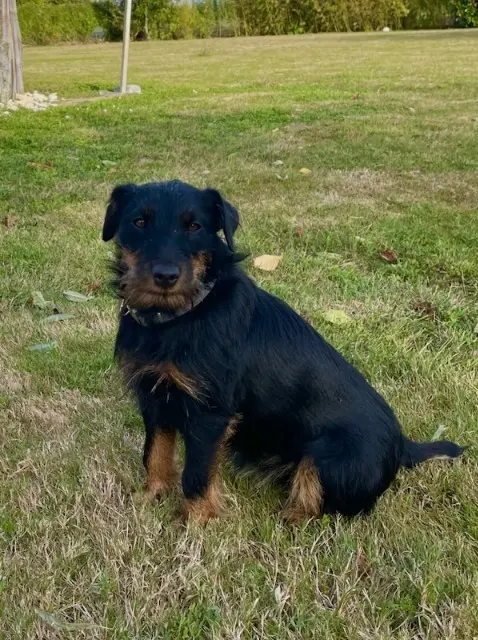chienne lost   85450 Moreilles Unik