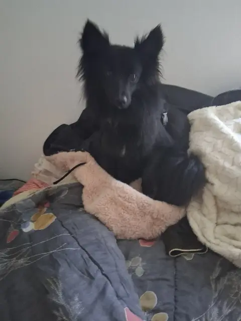 chienne lost   85000 La Roche-sur-Yon Vahina