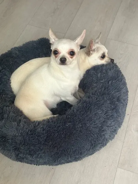 chienne lost   85400 Luçon Vivi