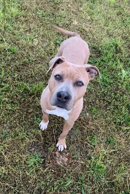 chienne lost   86490 Beaumont Saint-Cyr Ouchka