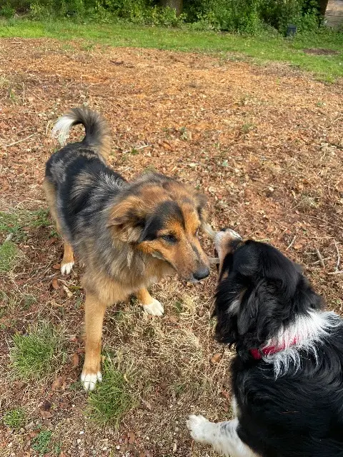 chienne lost   86470 Boivre-la-Vallée Ulka