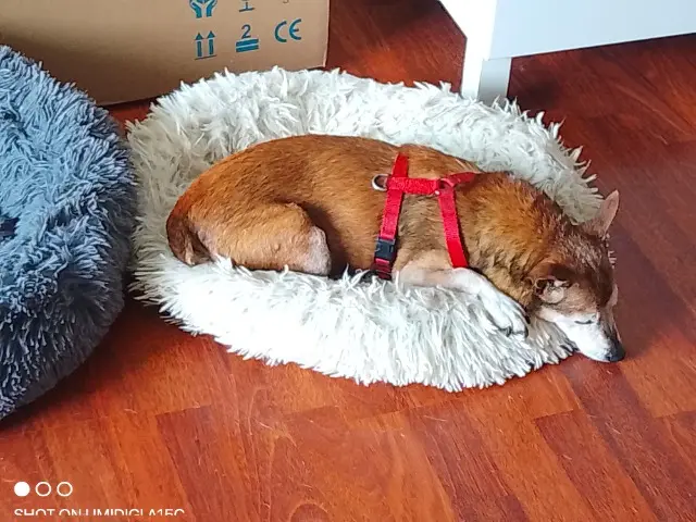 chienne lost   86240 Smarves Chaya