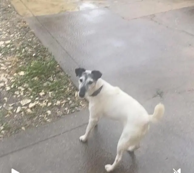 chienne lost   86310 Béthines Ipad