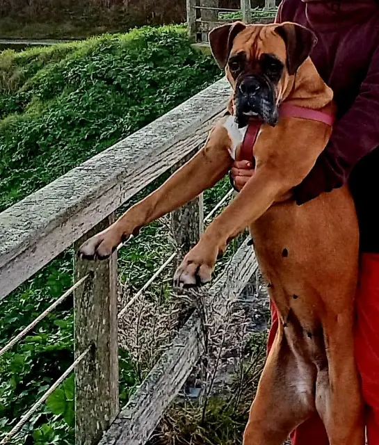 chienne lost   86340 Vernon Nawak