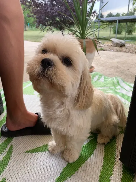 chienne lost   86130 Saint-Georges-lès-Baillargeaux Olly