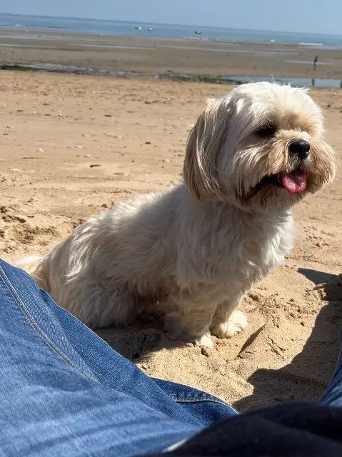 chienne lost   86130 Saint-Georges-lès-Baillargeaux Olly