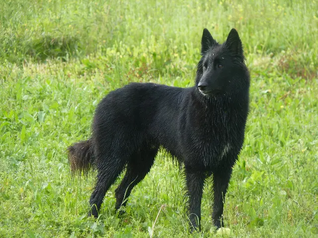 chienne lost   86410 Bouresse Phara