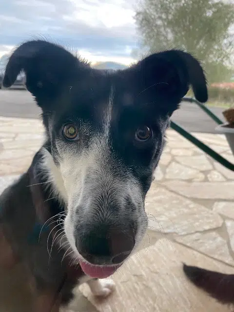 chienne lost   86000 Poitiers Haku