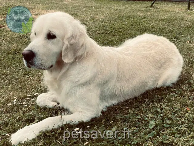 chienne lost   86600 Cloué Sauge