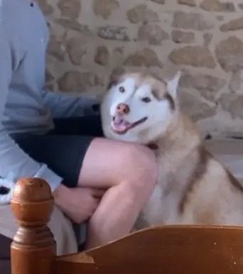 chienne lost   86800 Pouillé Saya
