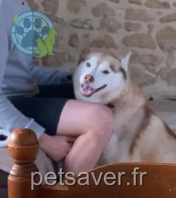 Hündin vermisst 86800 Pouillé Saya Hündin lost 86800 Pouillé Saya