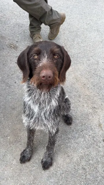 chienne lost   86100 Châtellerault Vyctoire